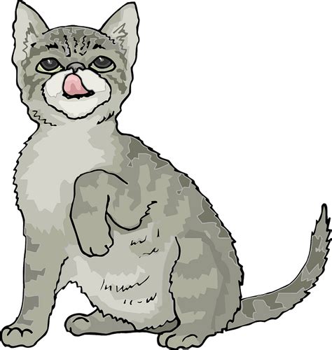 Grey Kitten Clipart Free Download Transparent Png Creazilla