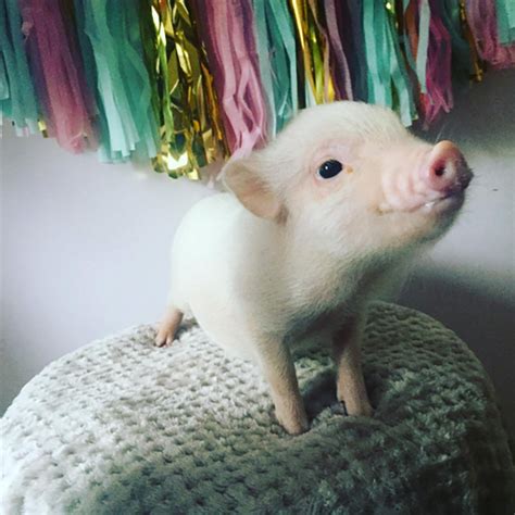 Ny Teacup Piggies Breed Adorable Piglets While Rescuing Others Nylon