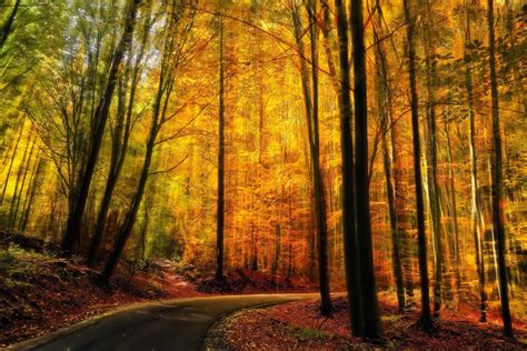 Online Crop Yellow Trees Nature Landscape Fall Forest Hd