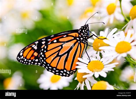 Monarch Butterfly On Daisy Hi Res Stock Photography And Images Alamy