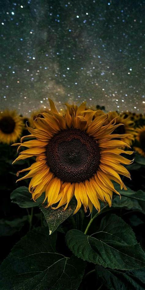 Sunflower Girasol 🍃🌻🍃 Tumblr Wallpaper Screen Wallpaper Nature