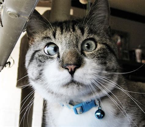 Meet Spangles The Cutest Crossed Eyed Cat Youll Ever See 9 Pics