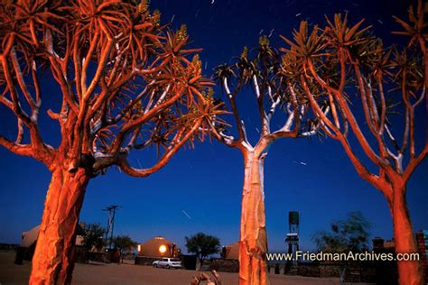 Namibia Images Eerie Trees At Night The Friedman Archives Stock