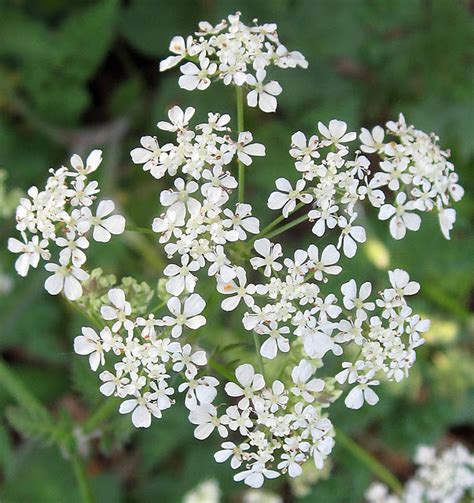 Bushmans Wild Hiking Cow Parsley Wild Food For Free