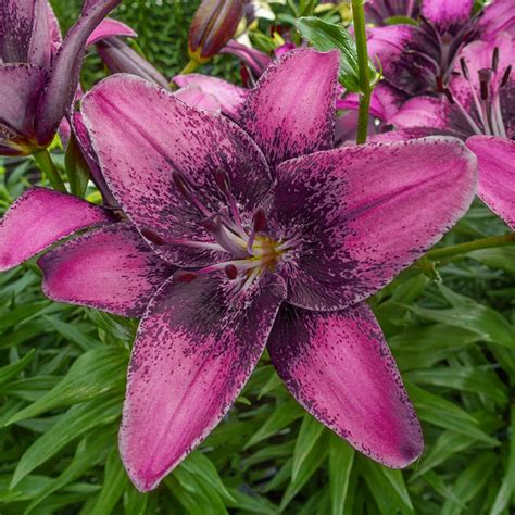 Buy Purple Dream Lily Online Lily Trees Brecks
