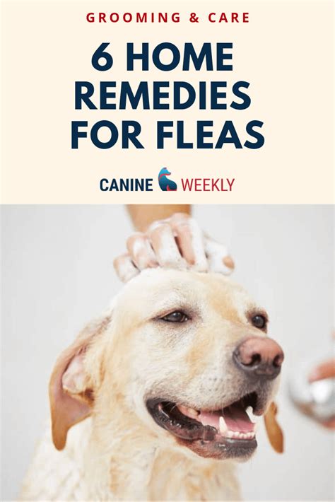 Home Remedies For Fleas On Dogs Dawn Soap