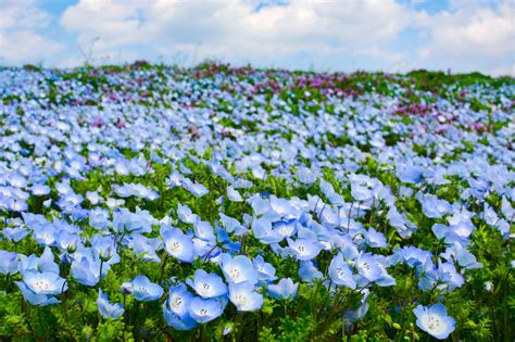 Field Of Baby Blue Eyes Nemophila Flowers During Spring At Hitachi