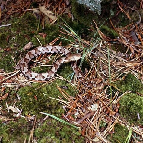 Snakes Of Ohio Identifying All 25 Species Slideshow