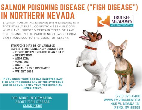 Salmon Poisoning Disease Fish Disease In Northern Nevada Truckee