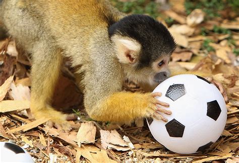 Cute Monkeys Playing Soccerfootball 4 Pics ~ I Love Funny Animal
