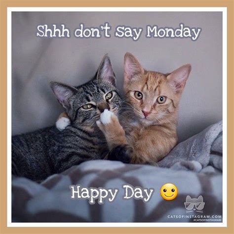 Happy Monday Pets Cats Cat Vs Dog