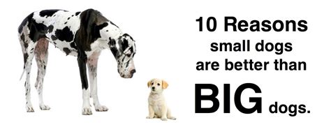 Why Large Dogs Are Better Than Small Dogs