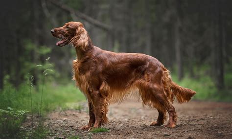 Best Ideas For Coloring Irish Setter