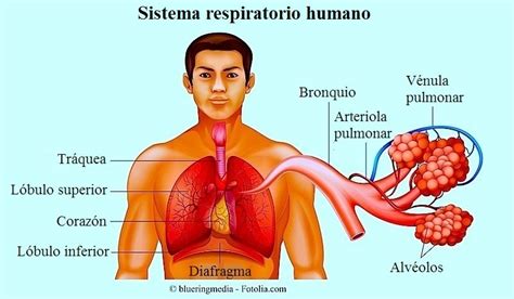 Edema pulmonar agudo causas y síntomas