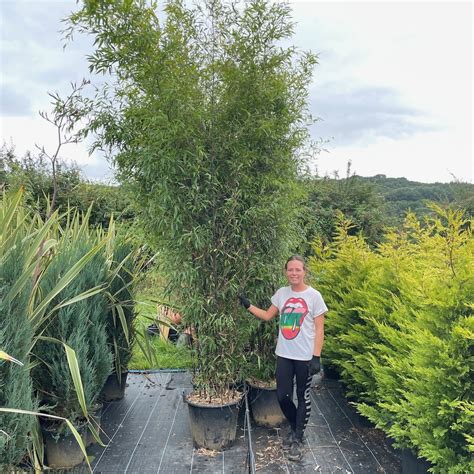Extra Large Black Bamboo Plants 4 Metres Delivery By Charellagardens