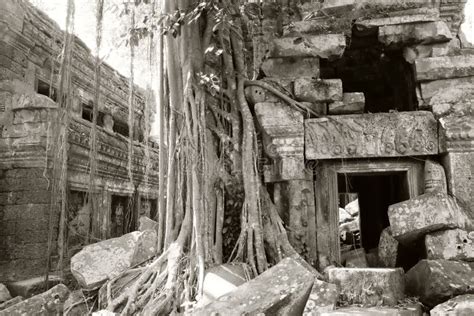 Ancient Dilapidated Buildings In The Rainforest Trees Grow Near
