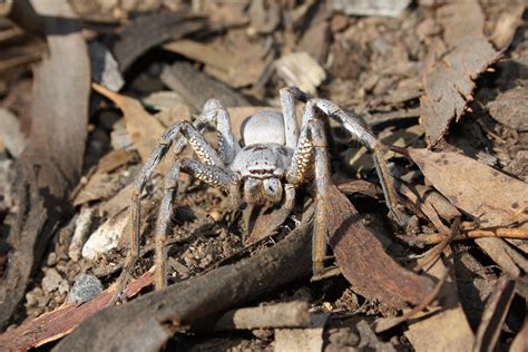 Sparassidae Huntsman Spider 123 Kingdomanimalia Phylumar Flickr