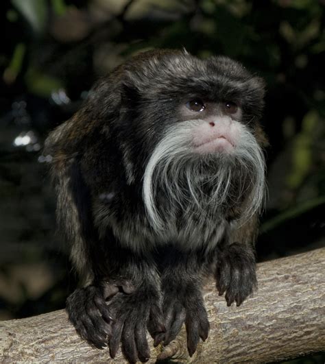 Fileemperor Tamarin Monkey At Belfast Zoo Laurence M King