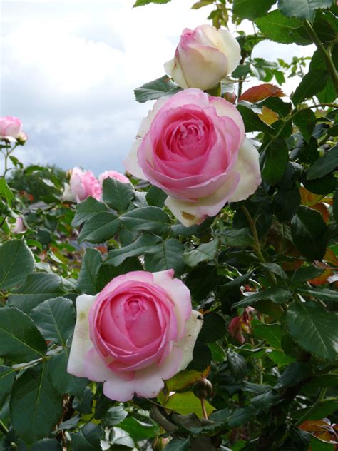 Eden Rose 85 Heesterroos Rosarium Lottum