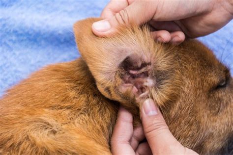 Otitis En El Perro C Mo Saber Si Tiene Una Infecci N Causas Y Tratamiento Micachorro Net