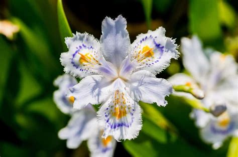 We did not find results for: 25 Flowers that Start with "J"
