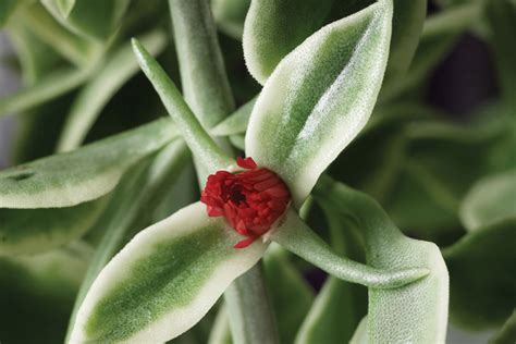 Dorotheanthus Ice Plant Mezoo™ Trailing Red Bloomfield Garden Center