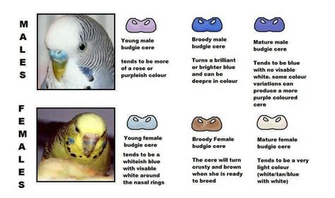 Pin By Katherine Willis On Pets Pet Birds Budgies Budgie Parakeet