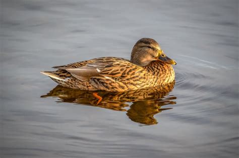 Duck Resting On The Water Stock Photo Image Of Mallard 109775918