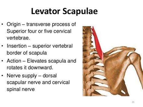 Levator Scapulae Origin And Insertion Google Search Muscle Anatomy