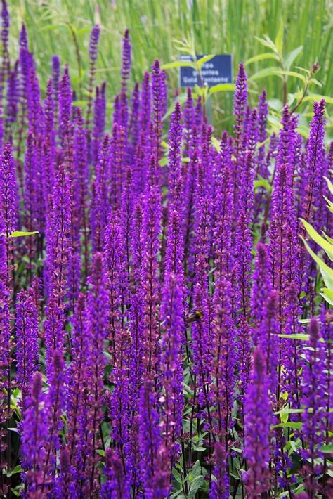 Purple Annual Flowers Names And Pictures Tall Purple Annual Flowers