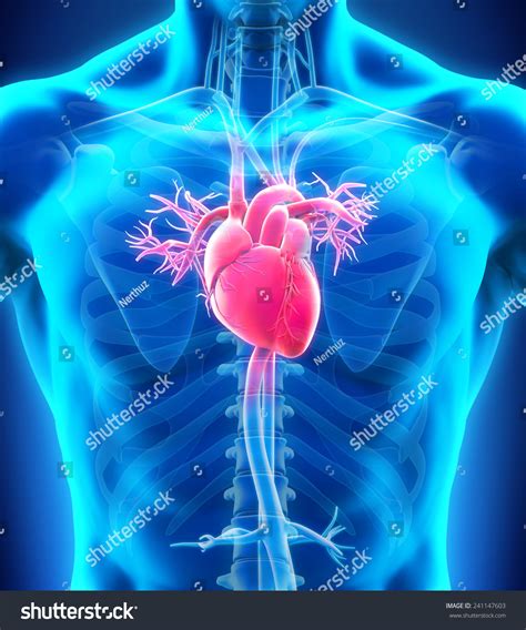 Human Heart Anatomy Stock Photo 241147603 Shutterstock