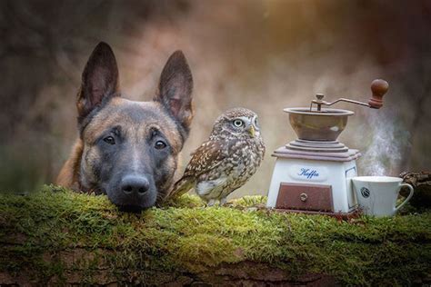 Dog And Little Owls Adorable Friendship Beautifully Captured In