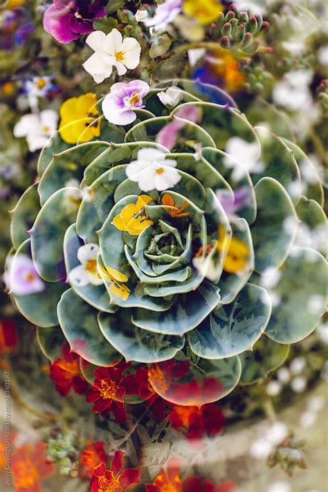 Colorful Flowers And Succulents By Amy Covington Stocksy United