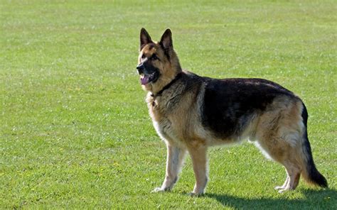 What Is The Difference Between A German Shepherd And A Dog