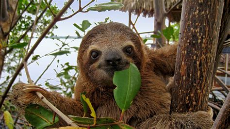 Sloths Mammals Animals Eden Channel