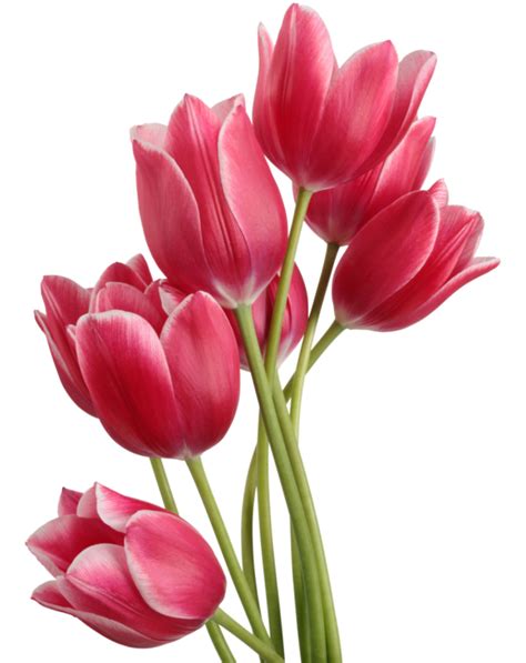 Transparent Tulips Png Flowers Clipart Tulips Flower Png Images My