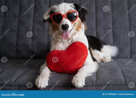 Funny Australian Shepherd Dog Lying On Couch With Heart Glasses