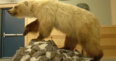 Climate Change And The Animal Kingdom Grizzlies And Polar Bears Mating To