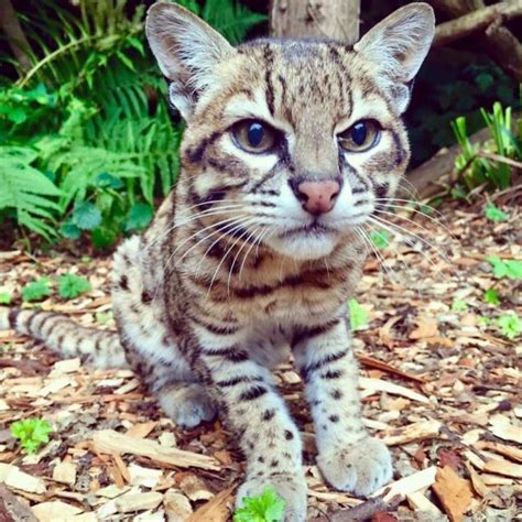 South American Wild Cat Which Was The Size Of A Domestic Cat Dies At