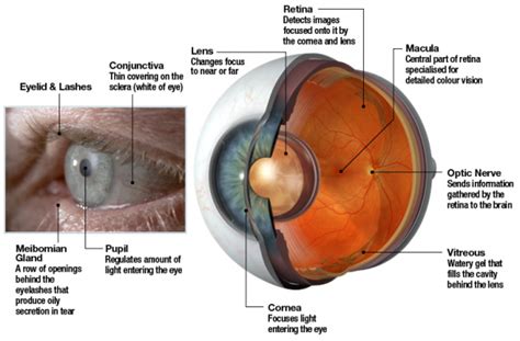 The Human Eye Eye Doctors Mona Vale