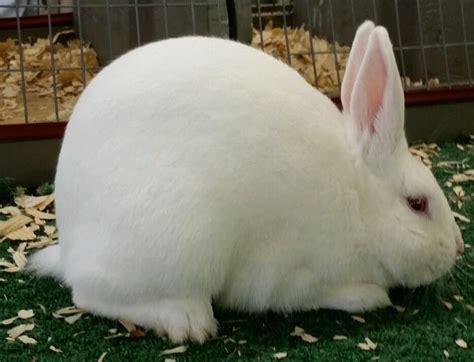 Florida White Rabbit Breed Adopt A Rabbit