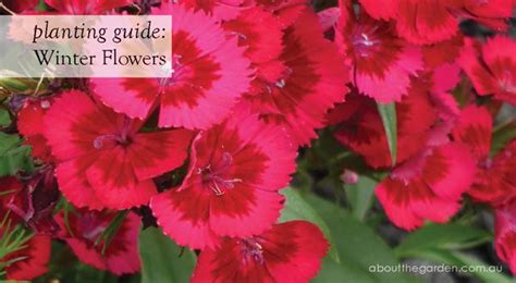 Winter Flower Planting Guide Australia For More