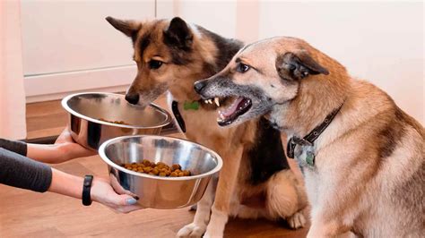 How To Stop Food Aggression In Dogs 2022 Updated