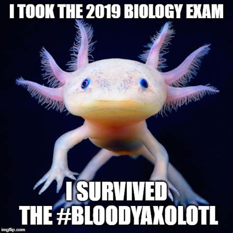 Axolotl Meme Face