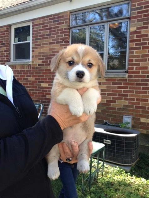 Does not rescue any dogs but provides assistance to their affiliated regional clubs' rescue committees. Corgi Puppies Rescue Ohio | PETSIDI