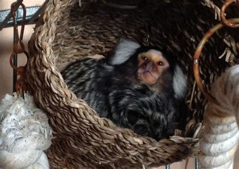 Pilkington Helps Build New Home For Rescued Monkeys British Glass
