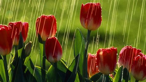 Red Tulips Under The Rain Flowers Wallpaper
