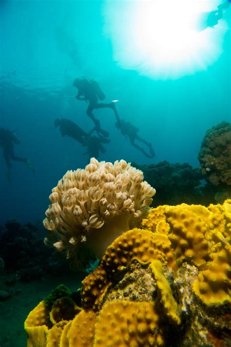 5 Easy Tips To Improve Your Underwater Photos Mozaik Uw