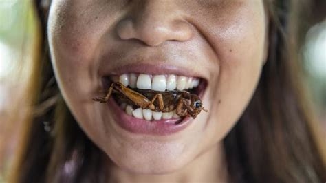 I assume cats eat bugs in the wild, so i am not too concerned, but someone told me some ants can be poisonous, so i'm now worried. BBC - Capital - The business of eating bugs