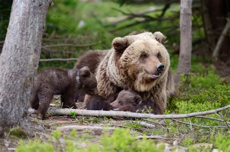 Bear Cub Stock Photo Containing Bear And Cub Animal Stock Photos